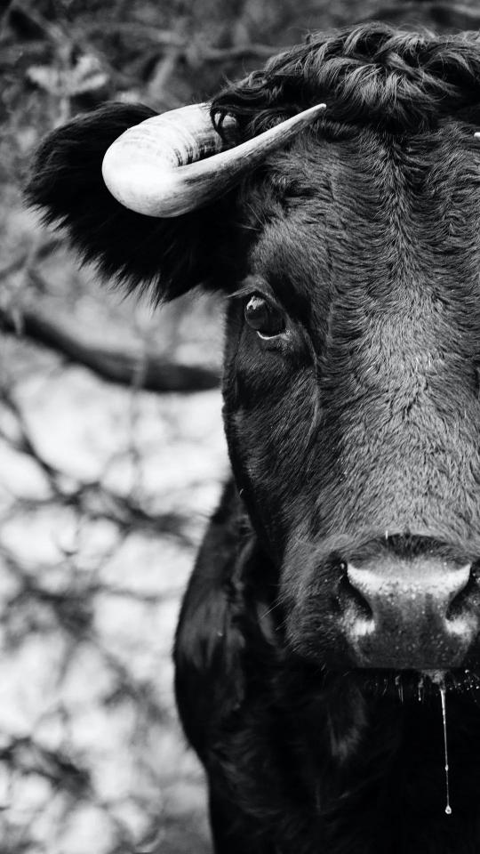 Monochrome Bull Portrait - Related Anime Wallpapers wallpaper