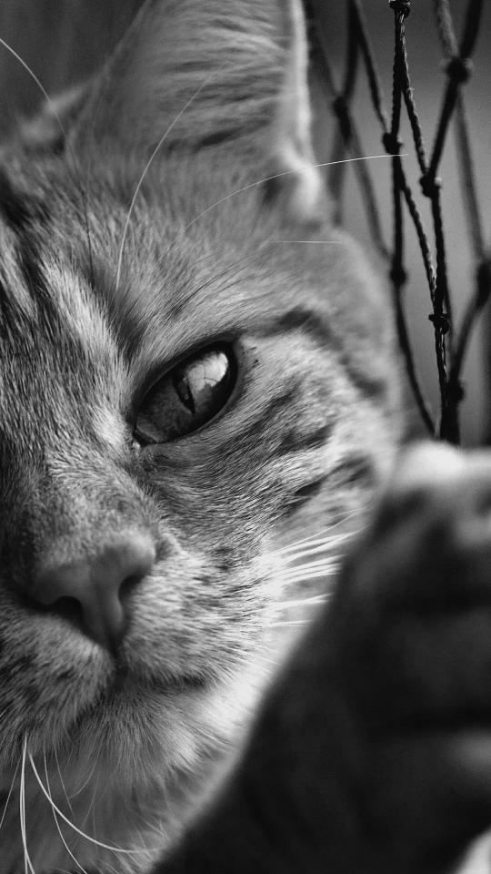 Monochrome Cat Portrait - Related StockWalls wallpaper