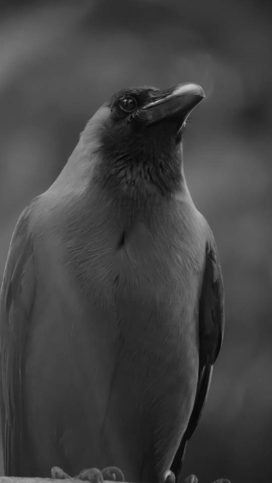 Monochrome Crow Portrait - Related Dark Wallpapers wallpaper