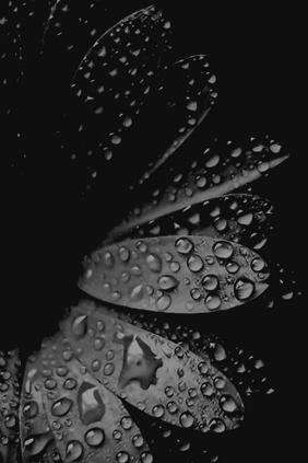 Monochrome Daisy Dew Drops - Related Dark Wallpapers wallpaper