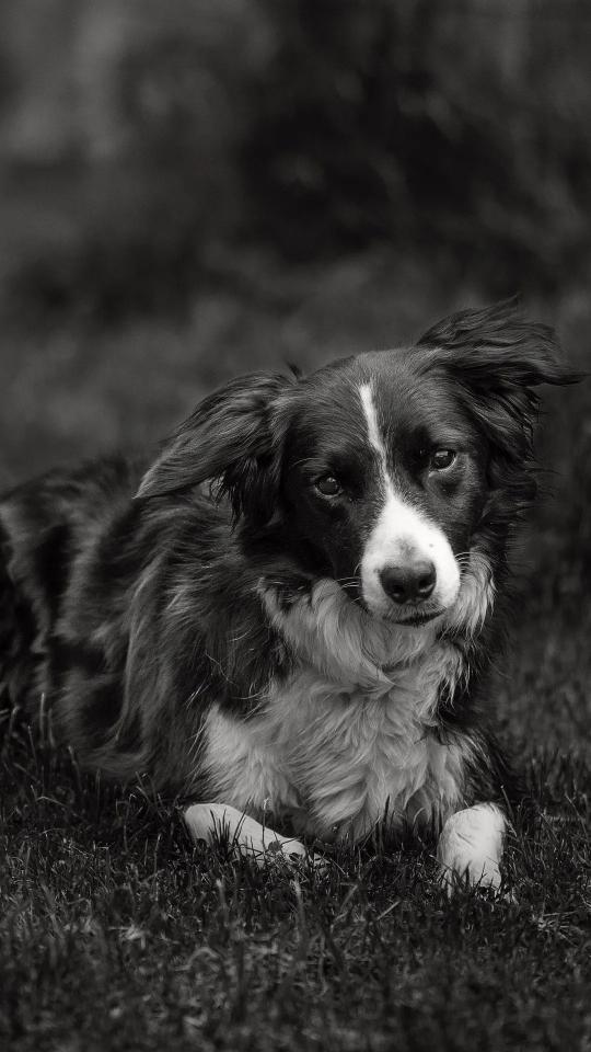 Monochrome Dog Portrait - Related Dark Wallpapers wallpaper