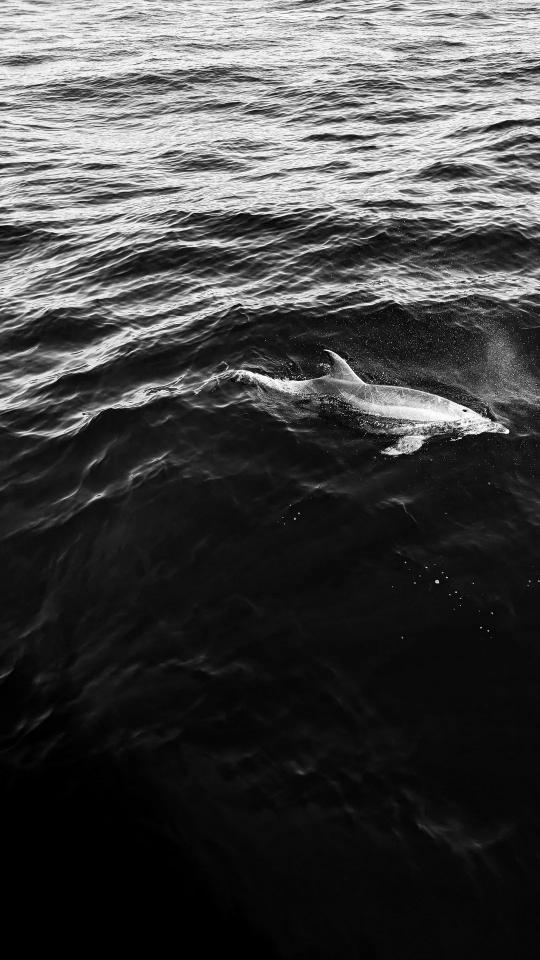 Monochrome Dolphin Swim