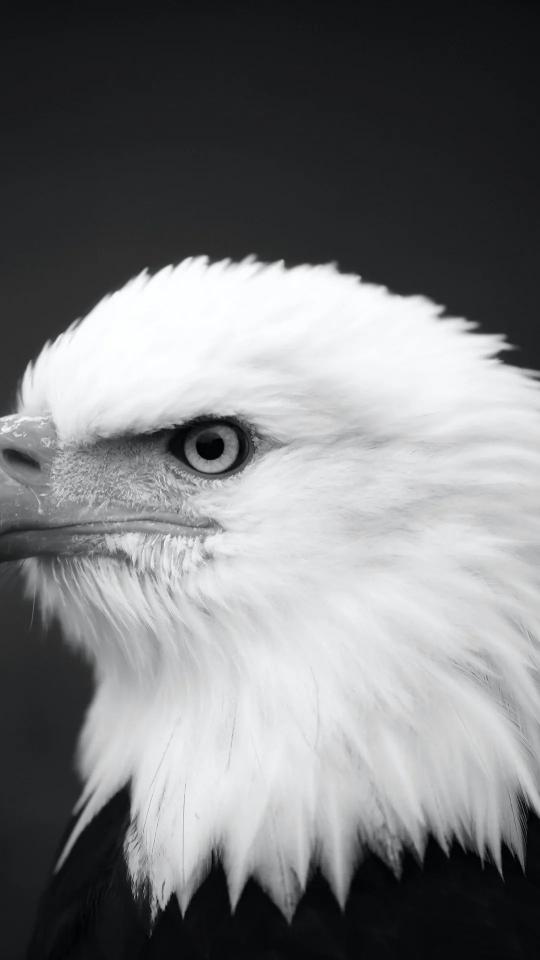 Monochrome Eagle Portrait - Related Dark Wallpapers wallpaper