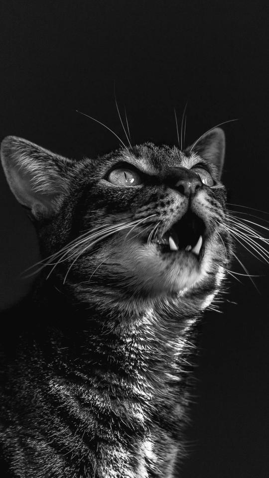 Monochrome Feline Roar - Related Anime Wallpapers wallpaper