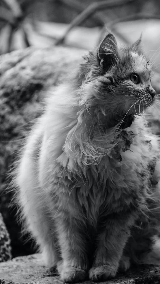 Monochrome Fluffy Cat Portrait - Related Dark Wallpapers wallpaper