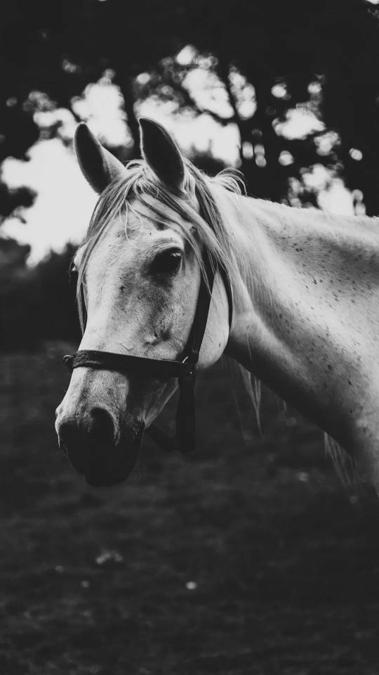 Monochrome Horse Portrait - Related Dark Wallpapers wallpaper