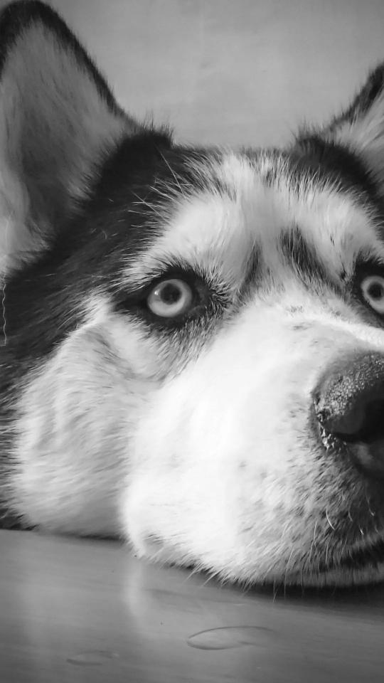 Monochrome Husky Portrait - Related Anime Wallpapers wallpaper
