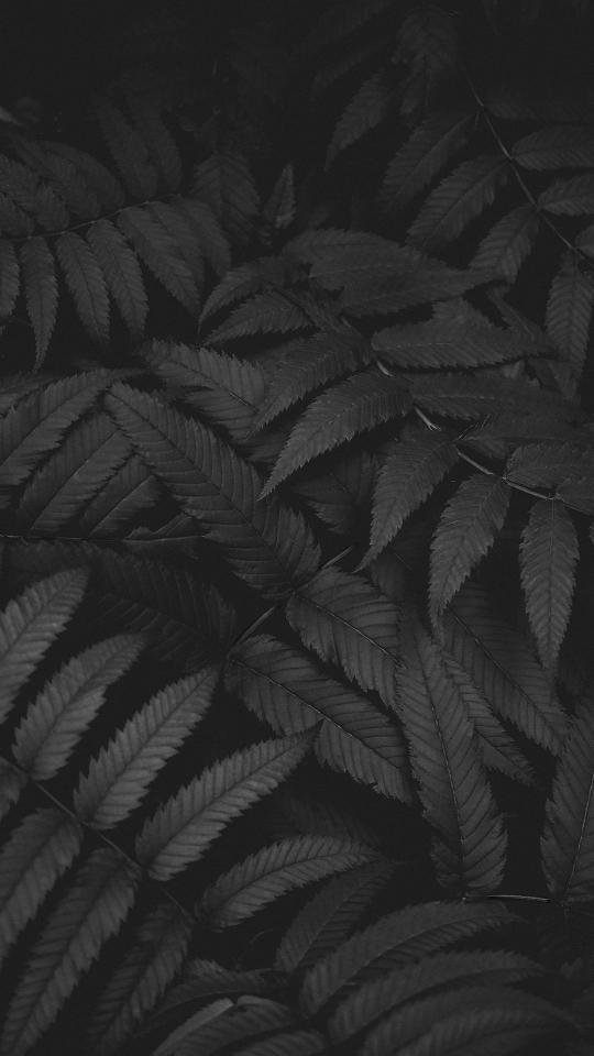 Monochrome Leaf Pattern - Related Dark Wallpapers wallpaper