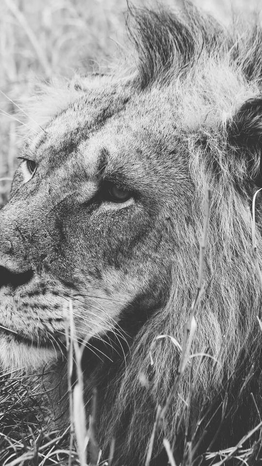 Monochrome Lion Close-up