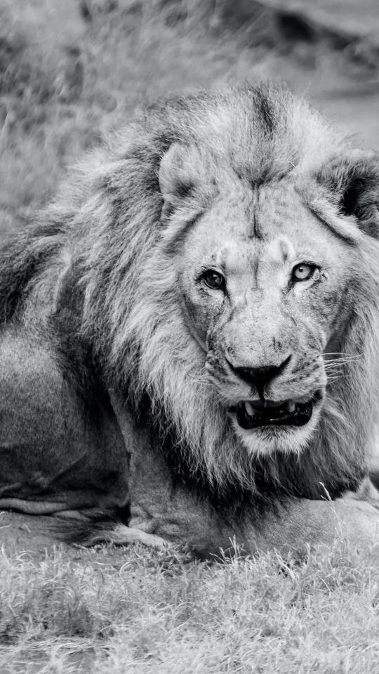 Monochrome Lion Portrait - Related Dark Wallpapers wallpaper