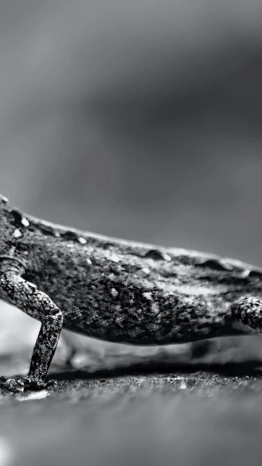 Monochrome Lizard Close-up
