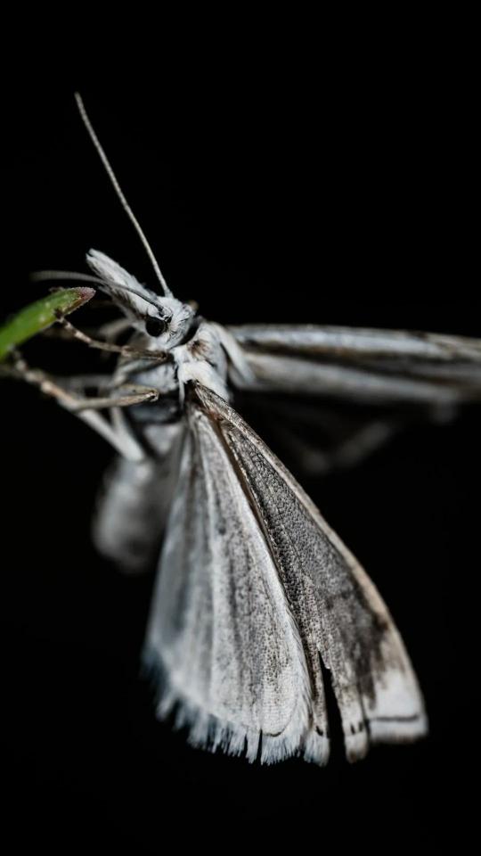 Monochrome Moth Portrait - Related Dark Wallpapers wallpaper