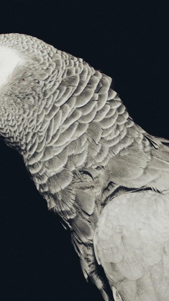 Monochrome Parrot Feathers Detail