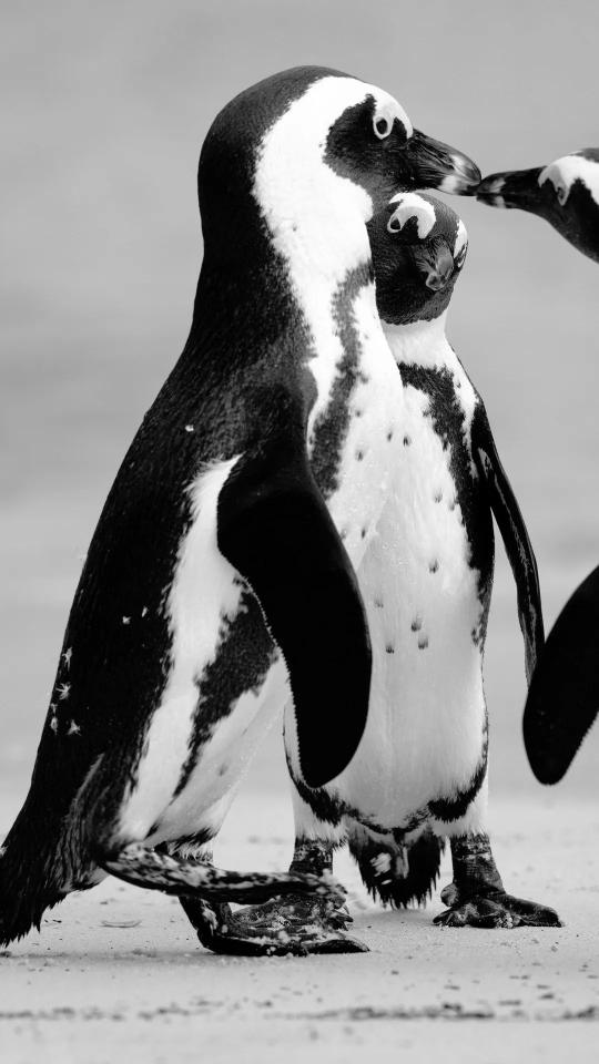 Monochrome Penguin Encounter - Related StockWalls wallpaper