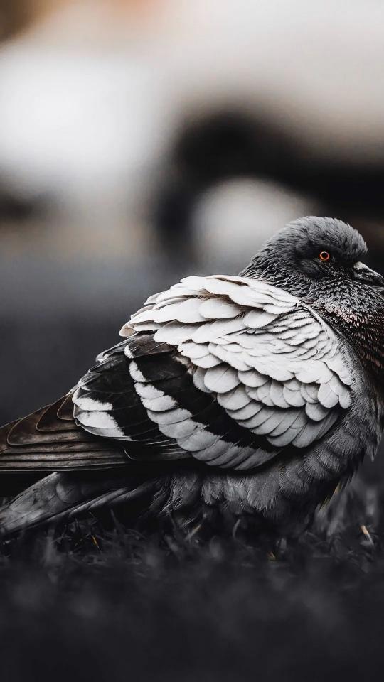 Monochrome Pigeon Portrait - Related Dark Wallpapers wallpaper