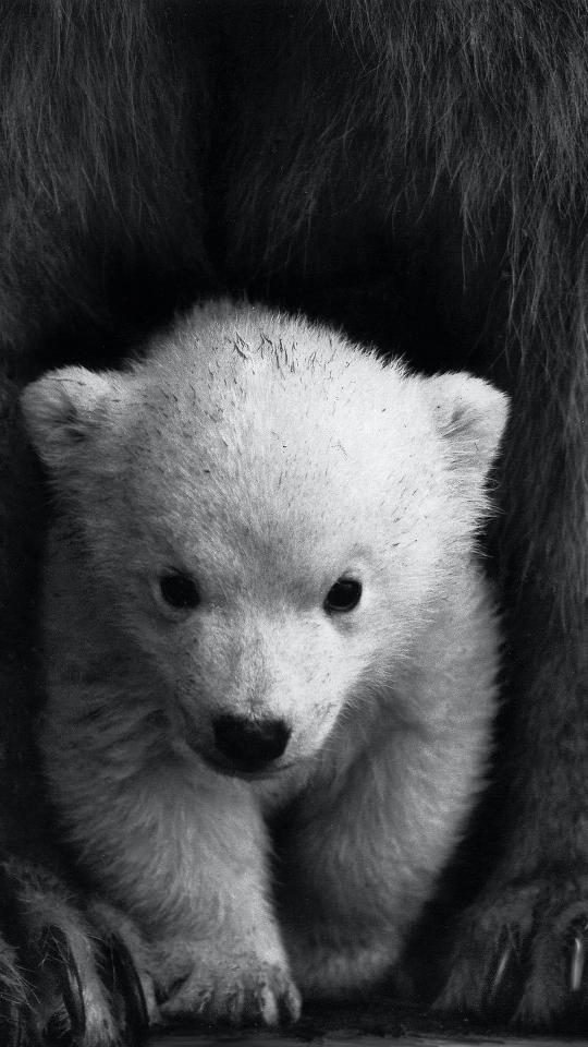Monochrome Polar Bear Cub