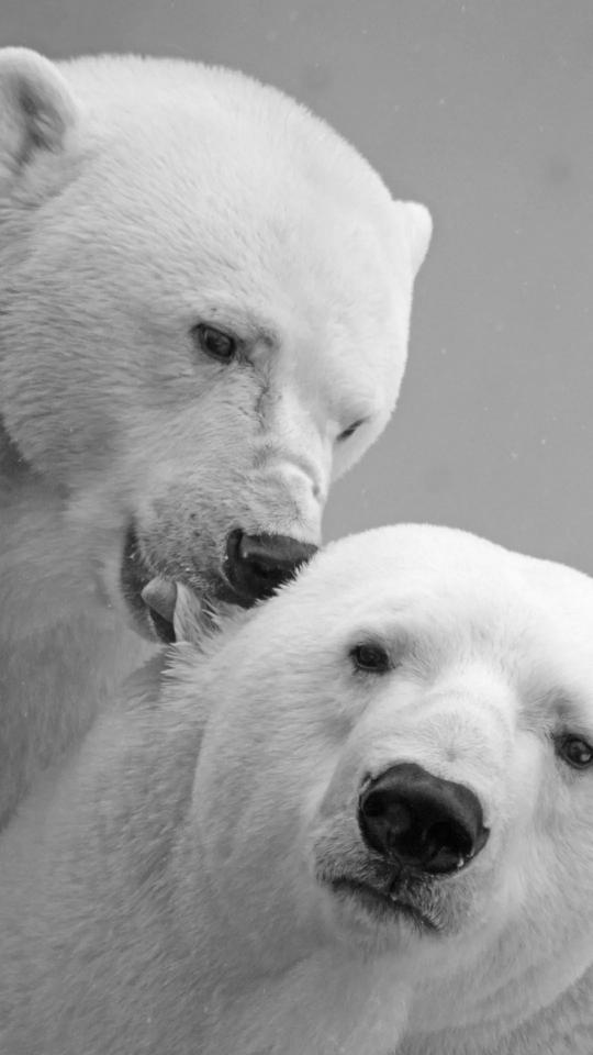 Monochrome Polar Bear Duo - Related Dark Wallpapers wallpaper