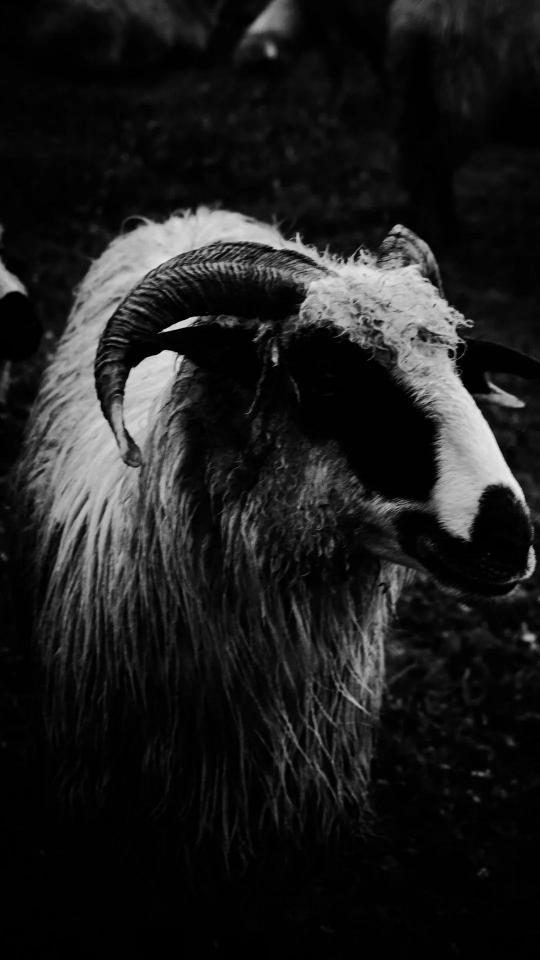 Monochrome Ram Portrait - Related Dark Wallpapers wallpaper