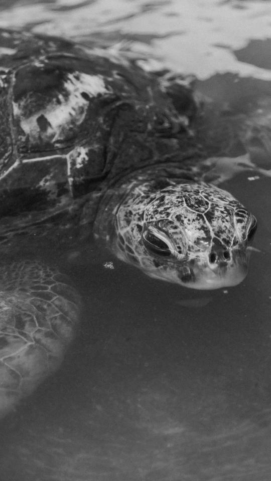 Monochrome Sea Turtle Portrait - Related Dark Wallpapers wallpaper