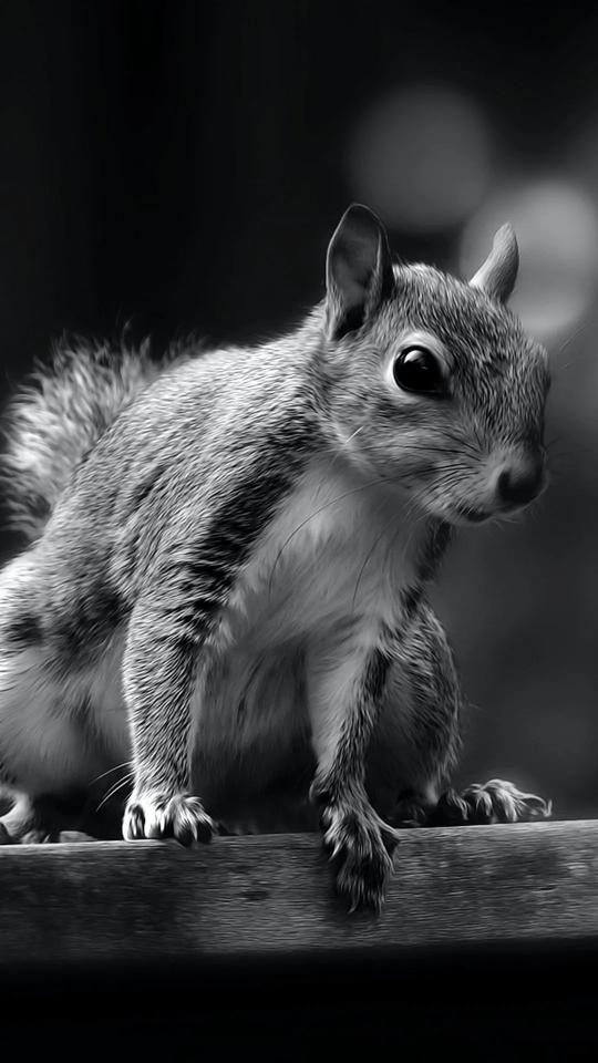 Monochrome Squirrel Portrait - Related Dark Wallpapers wallpaper