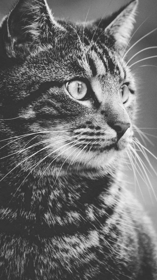 Monochrome Tabby Cat Portrait - Related Dark Wallpapers wallpaper