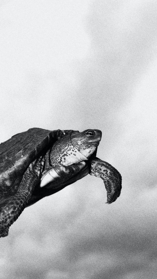 Monochrome Turtle Portrait - Related Dark Wallpapers wallpaper