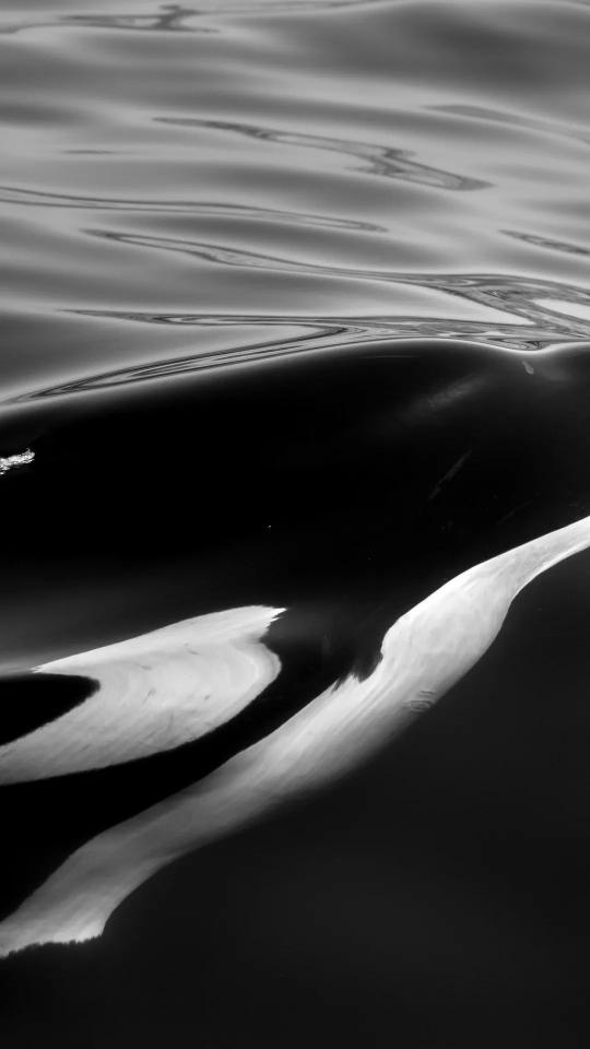 Monochrome Water Reflections - Related Dark Wallpapers wallpaper