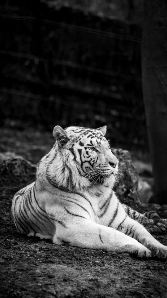 Monochrome White Tiger Portrait