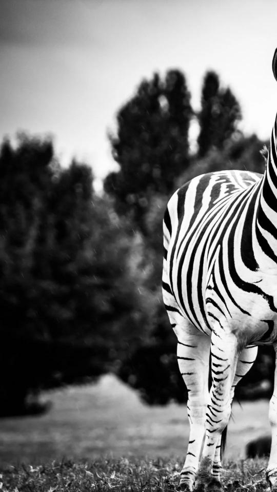 Monochrome Zebra Portrait - Related Anime Wallpapers wallpaper