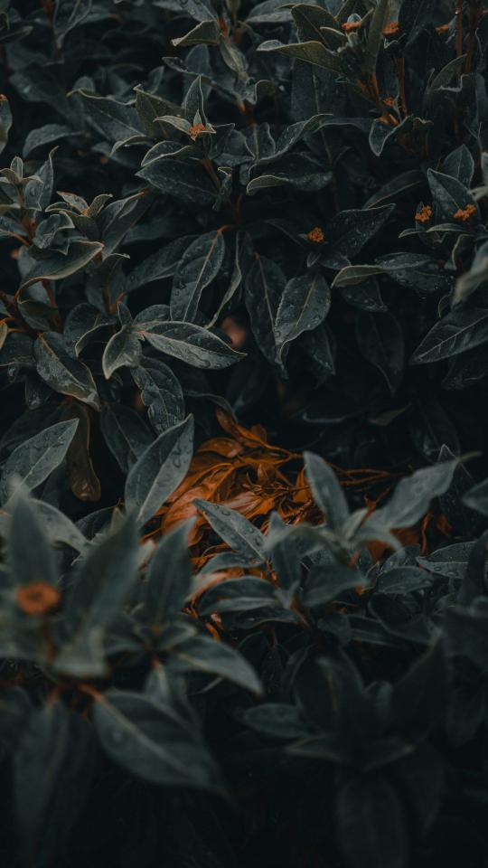 Moody Foliage Close-Up