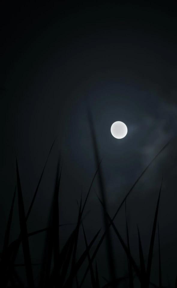 Moonlit Grass Silhouette - Related Dark Wallpapers wallpaper