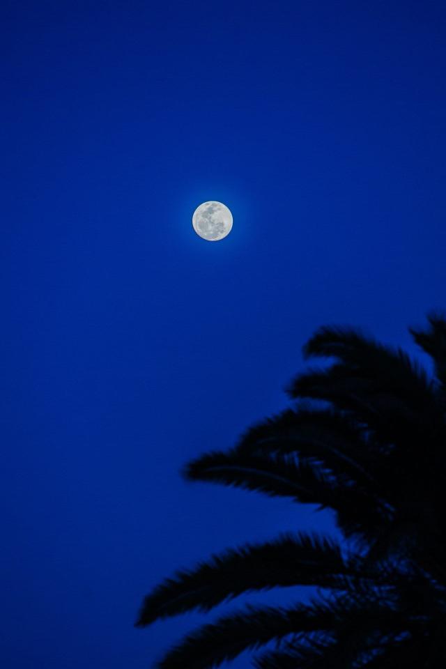 Moonlit Palm Night - Related Anime Wallpapers wallpaper