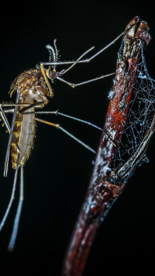 Mosquito on a Branch