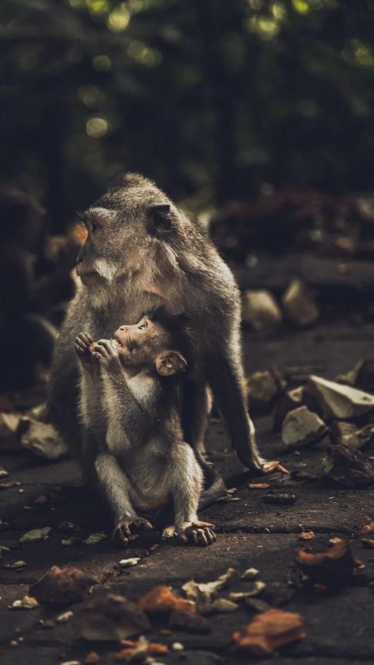 Mother and Baby Monkey