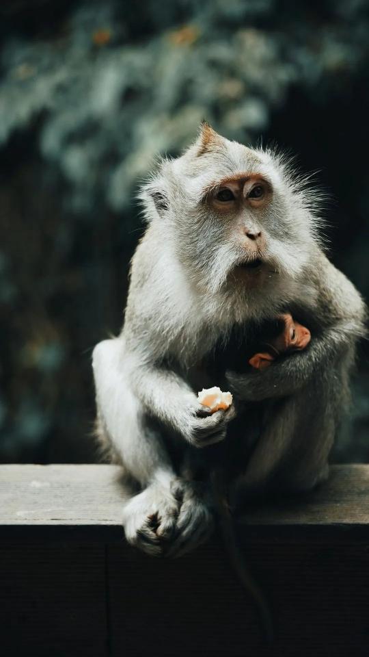Mother Monkey and Baby