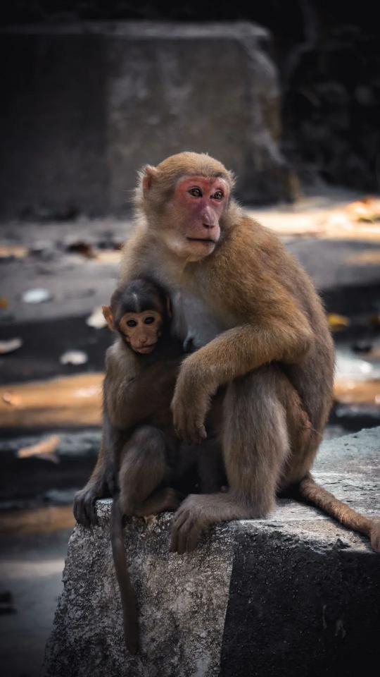 Mother Monkey's Embrace