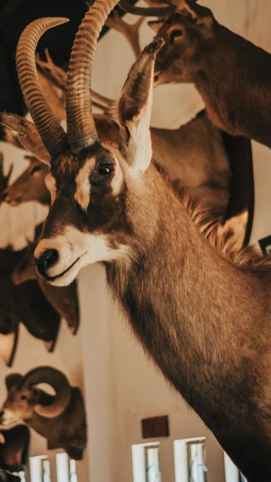 Mounted Antelope Trophy Display
