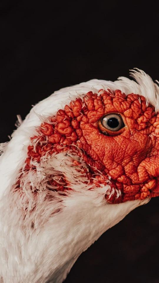Muscovy Duck Close-Up - Related Dark Wallpapers wallpaper