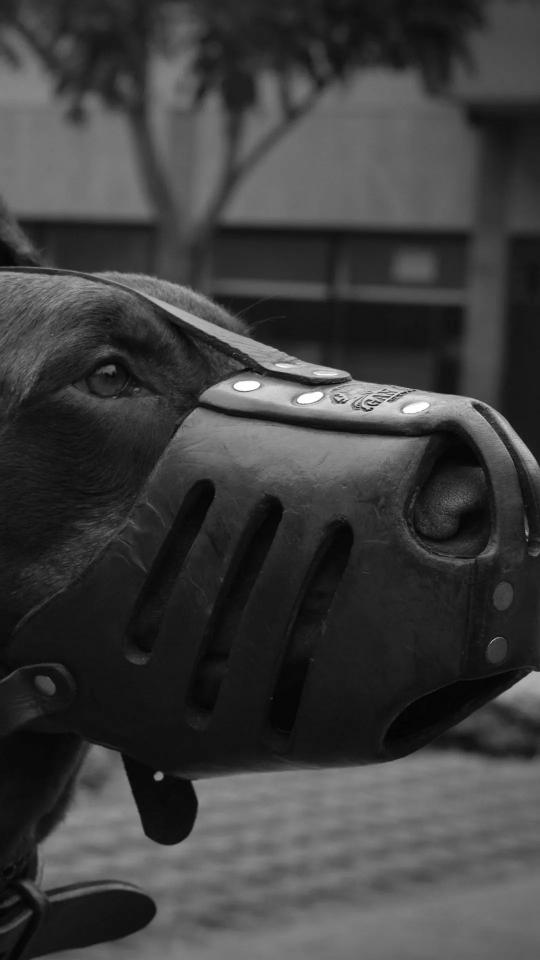Muzzled Dog Portrait