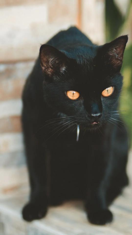 Mysterious Black Cat Portrait