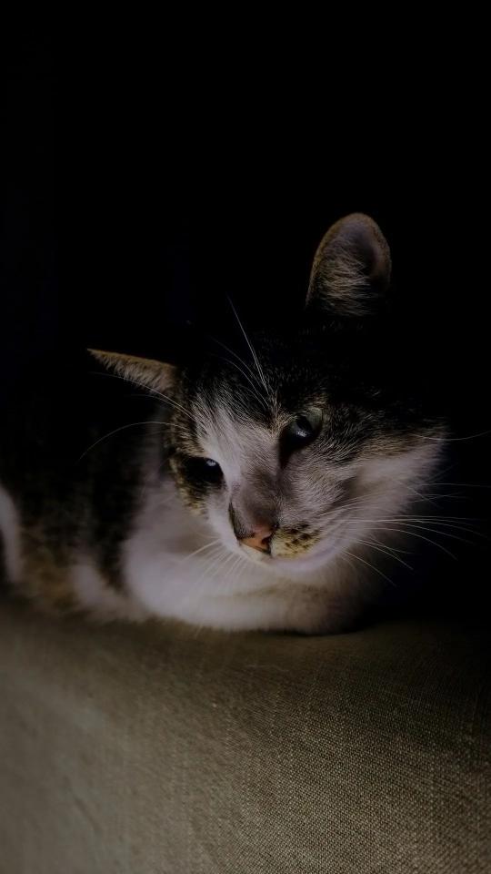 Mysterious Feline Portrait