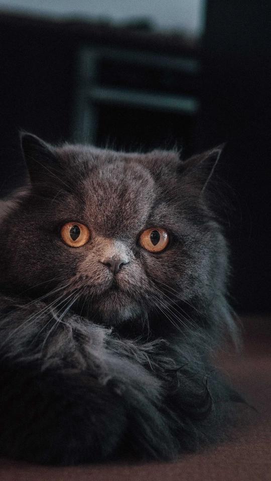 Mysterious Grey Cat Portrait - Related Anime Wallpapers wallpaper