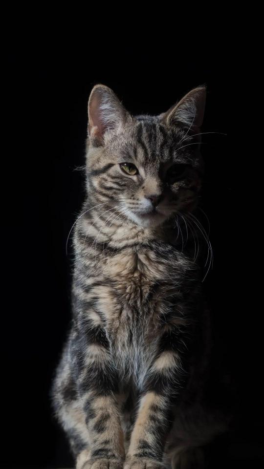 Mysterious Tabby Cat Portrait - Related Dark Wallpapers wallpaper
