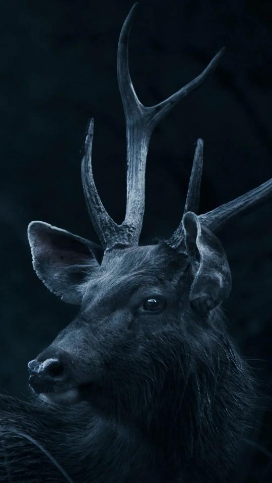 Mystic Deer Portrait - Related Dark Wallpapers wallpaper