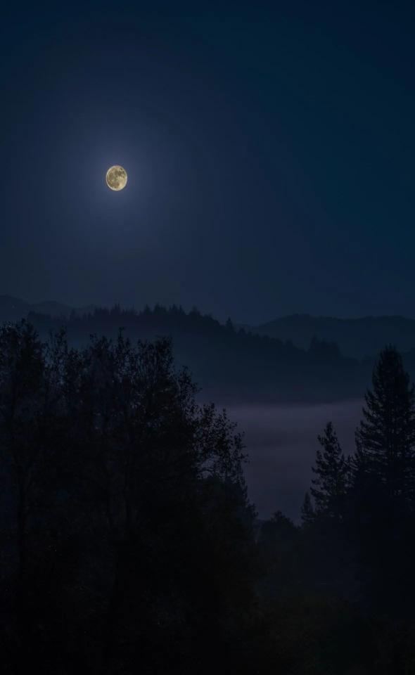 Mystical Moonlight Forest - Related Dark Wallpapers wallpaper