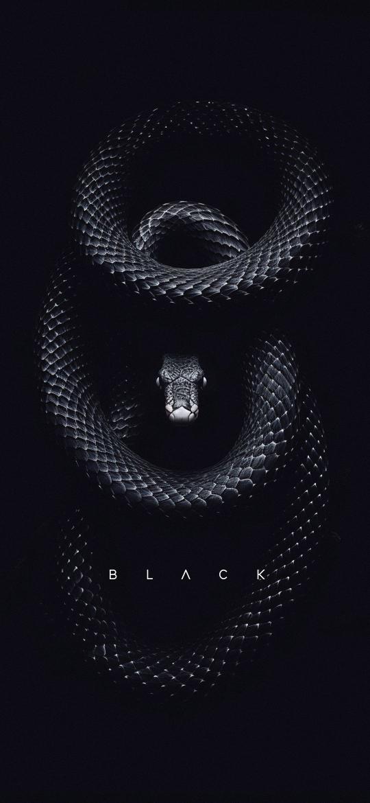 Onyx Serpent Coiled - Related Dark Wallpapers wallpaper