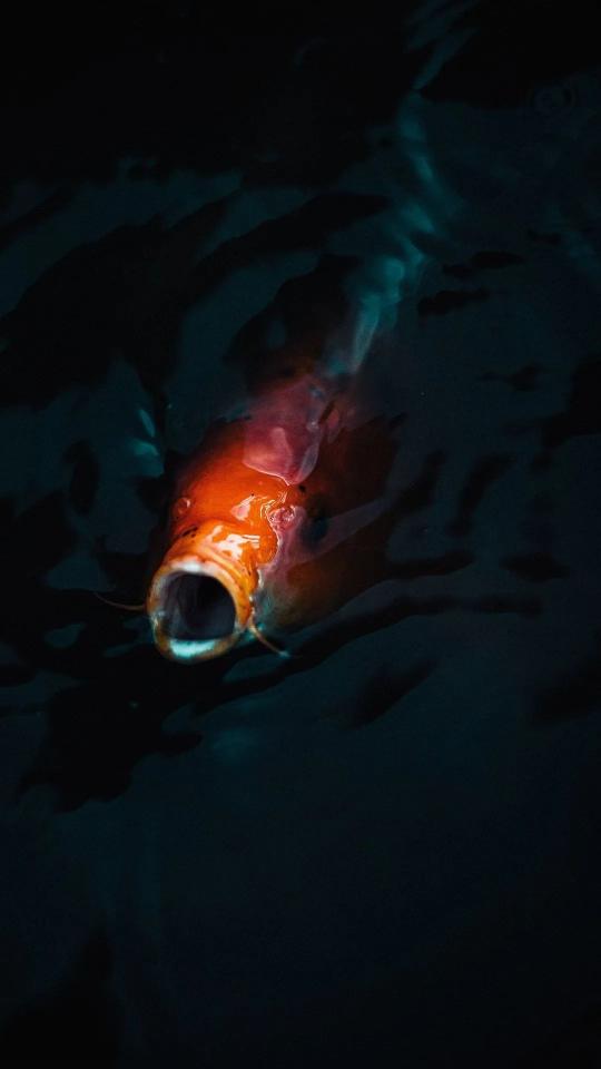 Open-Mouthed Koi Fish