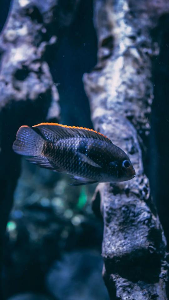 Orange-Finned Fish Portrait