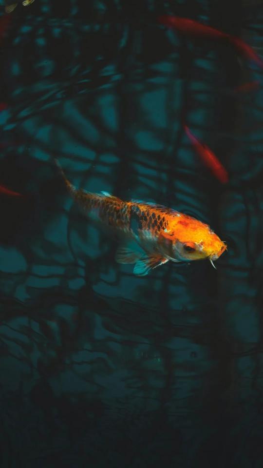Orange Koi in Dark Water