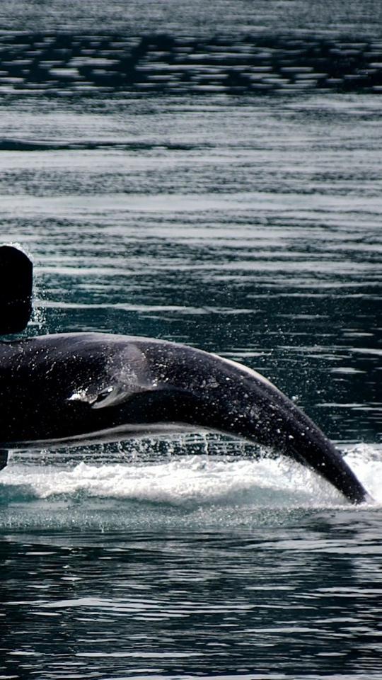 Orca Breaching the Surface - Related StockWalls wallpaper